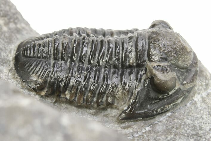 Detailed Gerastos Trilobite Fossil - Morocco #273437